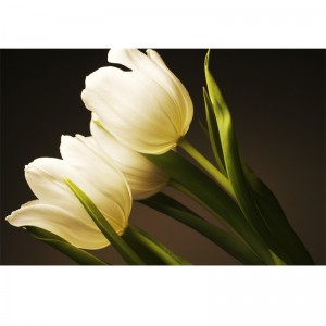 Fototapeta niewinność tulipanów