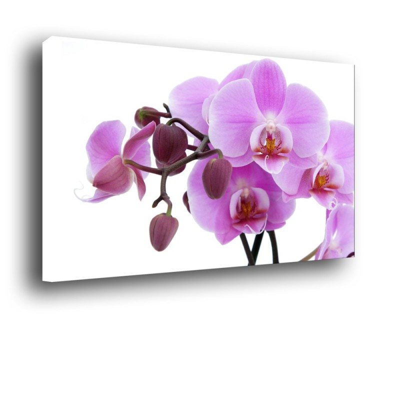 Orchidea nr 2009