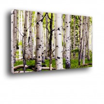 Brzozowy las nr 2019