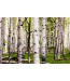 Obraz w stylu nowoczesnym Brzozowy las nr 2019