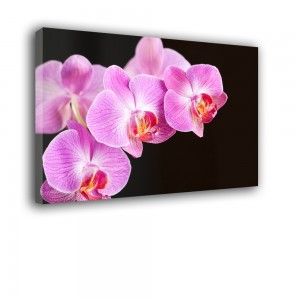 Orchidea IV nr 2066
