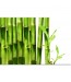 Obraz w stylu nowoczesnym bambusy nr 2085