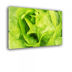 Obraz sałata nr 2092