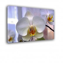 Orchidea nr 2101