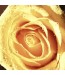 Fototapeta kremowa róża