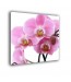Orchidea nr 2042