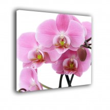 Orchidea nr 2042