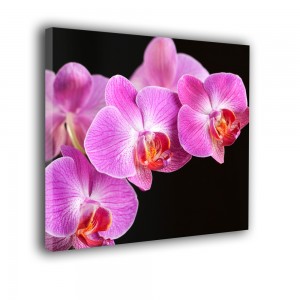 Orchidea nr 2171