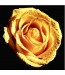 Róża nr 2140