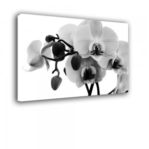 Orchidea nr 2160