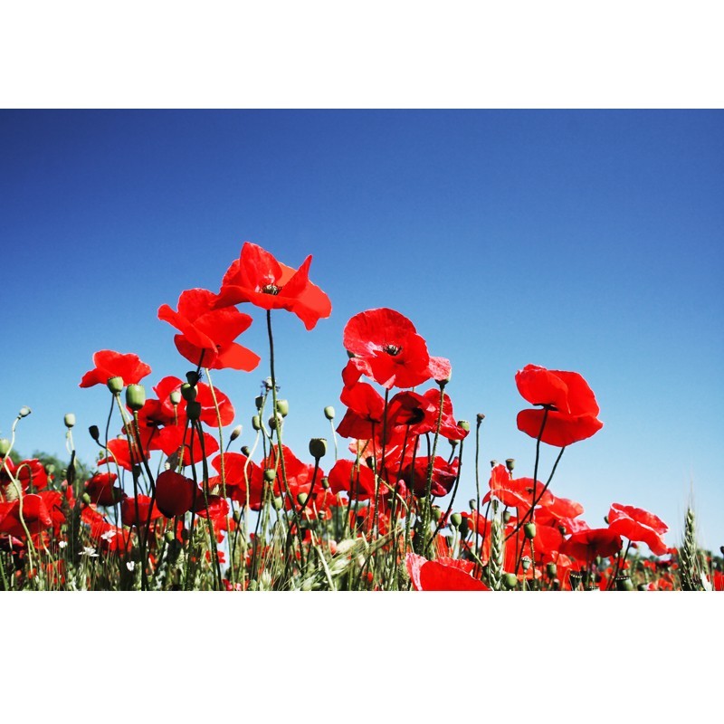 Fototapeta łany maków