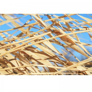 Fototapeta sucha trawa