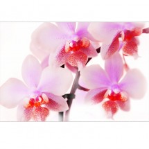 Orchidea V