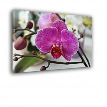 Orchidea nr 2173