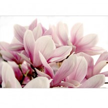 Fototapeta z różowymi Magnoliami