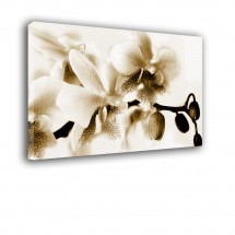 Obraz orchidea w sepii nr 2402
