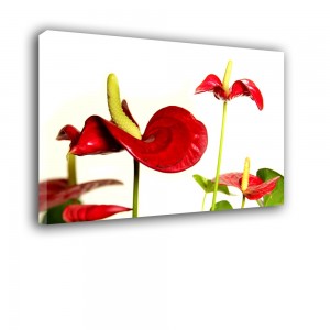 Czerwony kwiat nr 2413