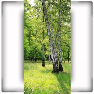 Fototapeta zielona łąka z brzozami