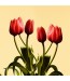 Fototapeta sześć tulipanów