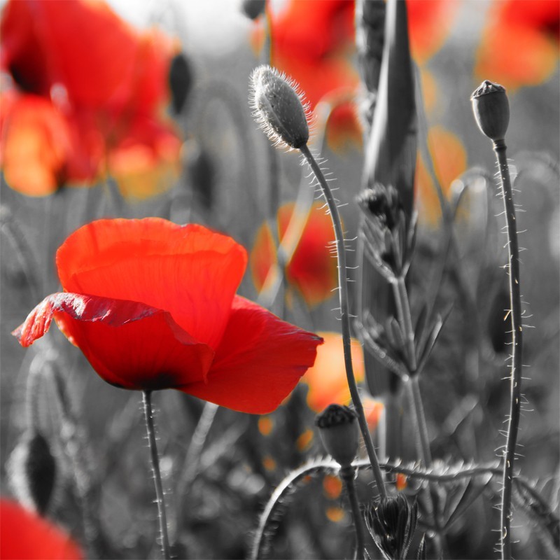 Fototapeta maki w zbożu