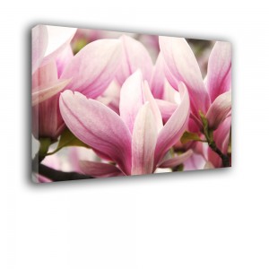 Magnoliowy róż nr 2472
