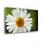 Ozdoba ściany w formie obrazu Margerytka nr 2308