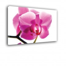 Orchidea nr 2314