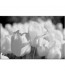 Tulipany nr 2366