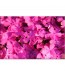 Obraz w stylu nowoczesnym - kwiaty w kolorze amarantu nr 2524