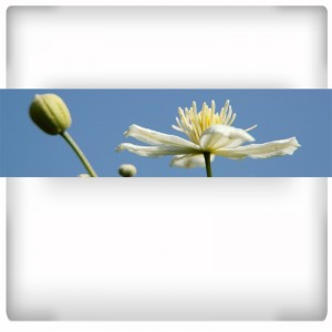 Fototapeta panoramiczna - białe kwiaty
