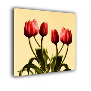 Tulipany nr 2533