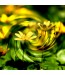 Żółte kwiaty