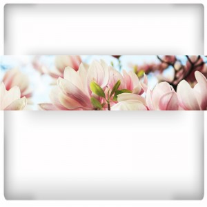 Fototapeta płatki magnolii