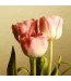 Fototapeta różowy tulipan