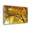 Obraz jesienne drzewo nr 2563