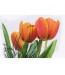Fototapeta bukiet tulipanów