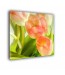Tulipany nr 2566
