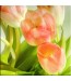 Tulipany nr 2566