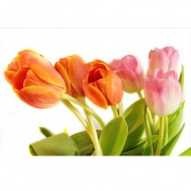 Fototapeta rządy tulipanów