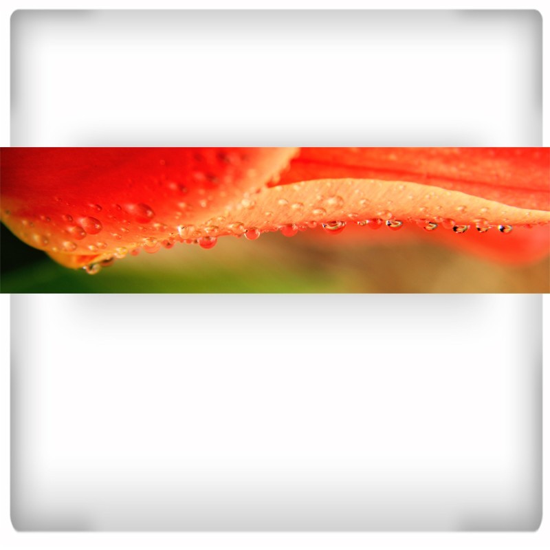 Fototapeta zroszony tulipan