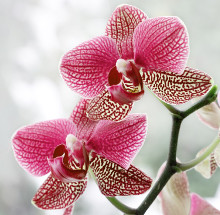 Fototapeta kwiat Orchidea