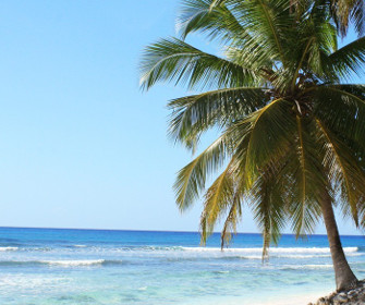 Fototapeta morze i palma