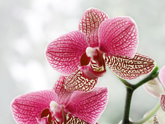 Kolorowa Fototapeta z Orchideom